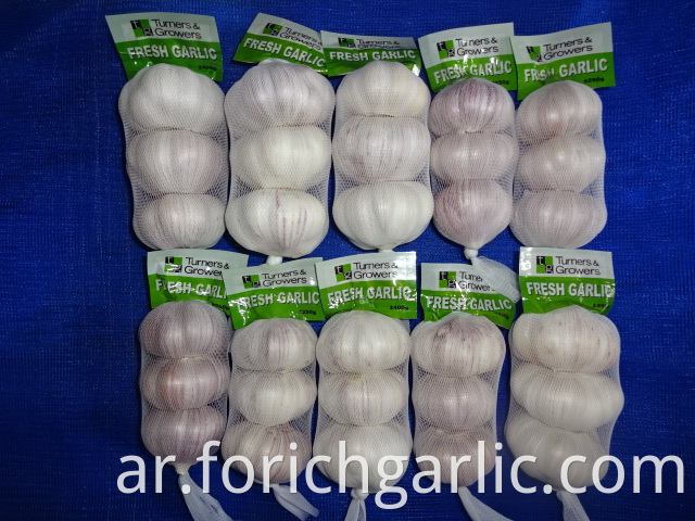 Normal White Garlic